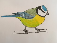 Tegninger af havens fugle